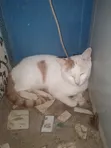 Male Mixed Breed Cat, 6-12 Months - 4