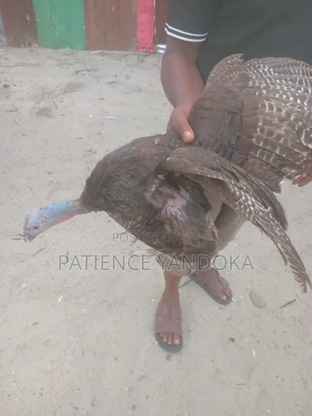 Female Turkey for Sale - 1