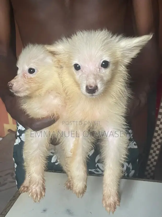 1-3 Month Male Purebred American Eskimo Puppy - 1