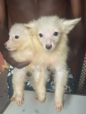 Kare American Eskimo Namiji Mai Kasa Da Wata 1-3