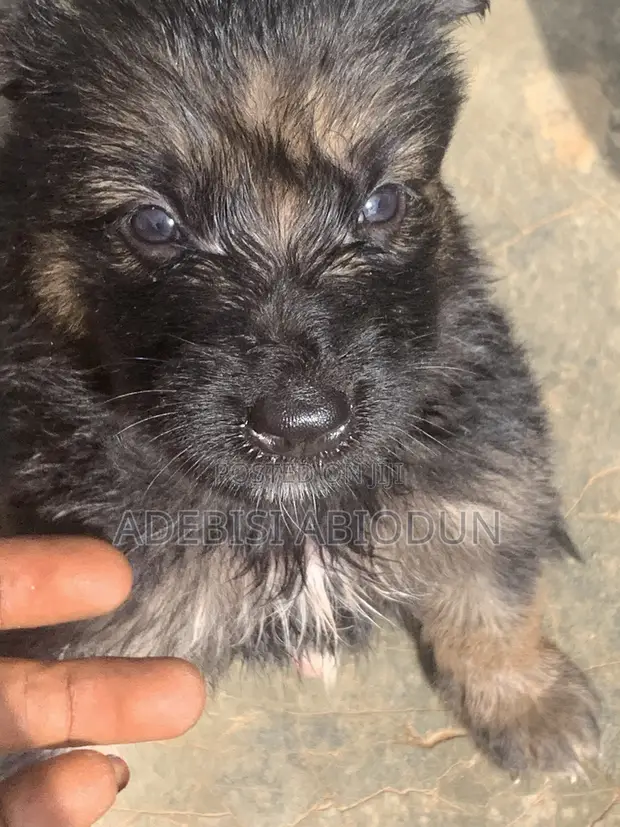 Male Purebred German Shepherd Puppy (0-1 Month) - 1