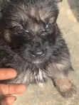 Male Purebred German Shepherd Puppy (0-1 Month) - 1