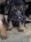 Male Purebred German Shepherd Puppy (0-1 Month) - 2