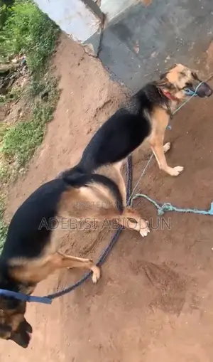 Male Purebred German Shepherd Puppy (0-1 Month)