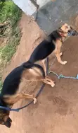 Male Purebred German Shepherd Puppy (0-1 Month) - 3