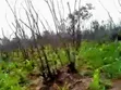 900 Plots of Land for Sale in Ubakala, Umuahia - 4