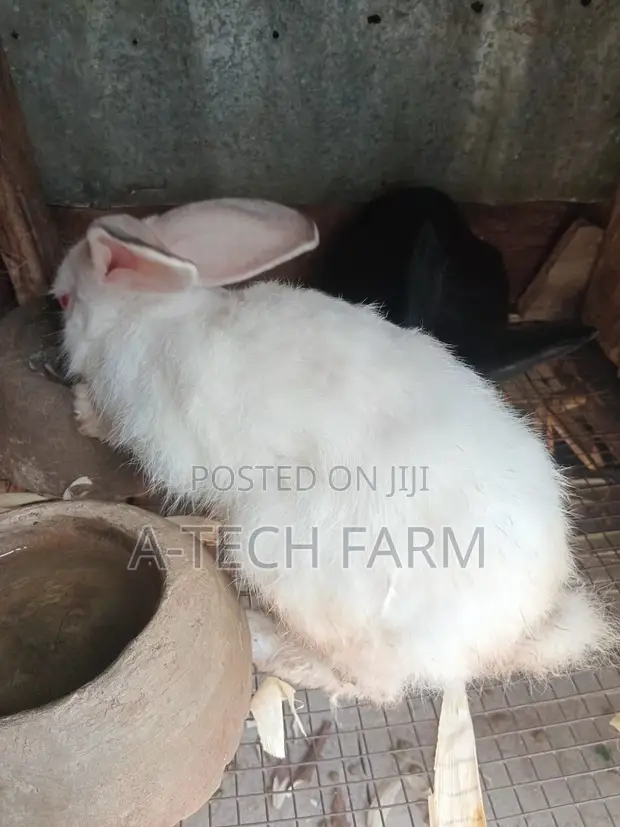 Diyayyun Zomo Don Siyarwa - A-Tech Farm Ibadan - 1