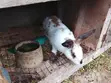 Diyayyun Zomo Don Siyarwa - A-Tech Farm Ibadan - 2