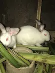 Diyayyun Zomo Don Siyarwa - A-Tech Farm Ibadan - 5