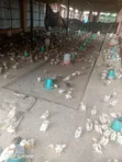 Private Brooder for 5000 Chickens - 3