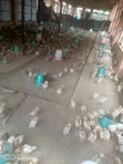 Private Brooder for 5000 Chickens - 4