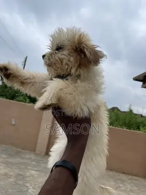 Female Lhasa Apso Puppy (0-1 Month)