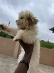 Female Lhasa Apso Puppy (0-1 Month) - 1