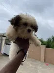 Female Lhasa Apso Puppy (0-1 Month) - 2