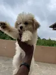 Female Lhasa Apso Puppy (0-1 Month) - 3