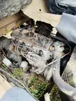 Toyota Dyna 150 Motar Daukan Kaya - 5