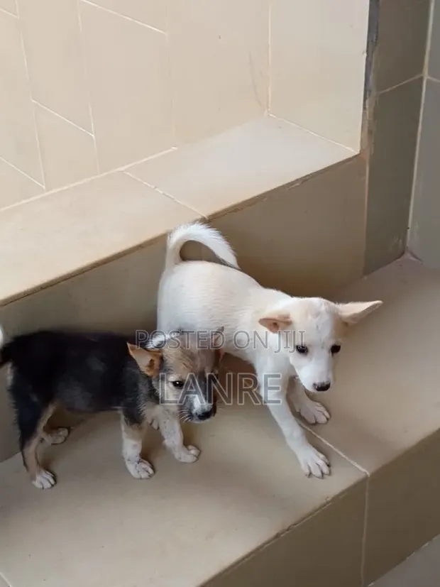 1-3 Month Female Mixed Breed American Eskimo Puppy - 1