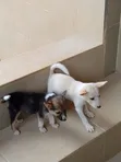 1-3 Month Female Mixed Breed American Eskimo Puppy - 2