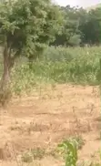 464 sqm Mixed-Use Land for Sale in Etche, Rivers State - 5