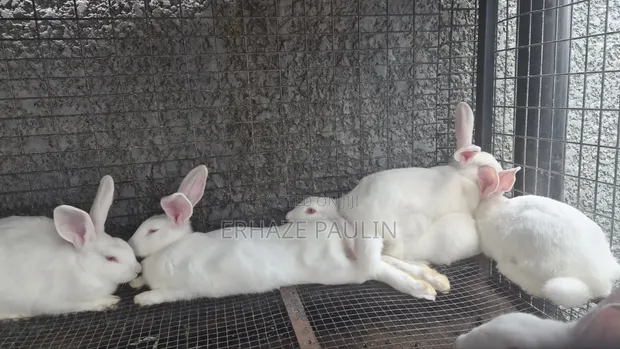 White Rabbits for Sale - 1