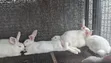 White Rabbits for Sale - 1