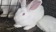 White Rabbits for Sale - 2
