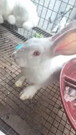 White Rabbits for Sale - 3