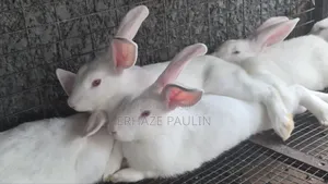 White Rabbits for Sale