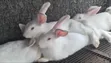 White Rabbits for Sale - 4