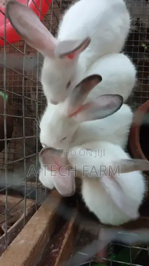 6-Week-Old Rabbit for Sale