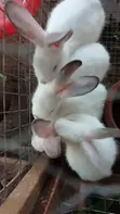 6-Week-Old Rabbit for Sale - 1