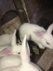 6-Week-Old Rabbit for Sale - 2