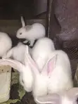 6-Week-Old Rabbit for Sale - 3