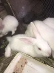 6-Week-Old Rabbit for Sale - 4