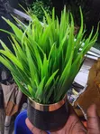VIP Brand Multicolor Cup Flower for Table - 2