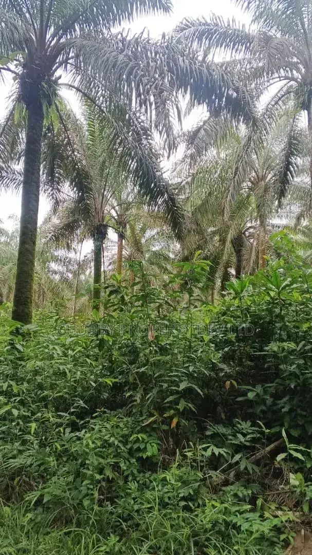 Palm Plantation Land for Sale - Ukwa West, Abia State - 1