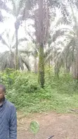 Palm Plantation Land for Sale - Ukwa West, Abia State - 2