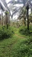 Palm Plantation Land for Sale - Ukwa West, Abia State - 3