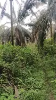 Palm Plantation Land for Sale - Ukwa West, Abia State - 4