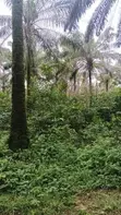 Palm Plantation Land for Sale - Ukwa West, Abia State - 5