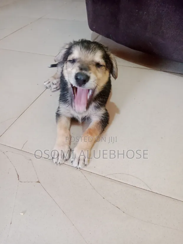 German Shepherd Zuriya Mai Kasa Da Wata 1-3 Namiji - 1