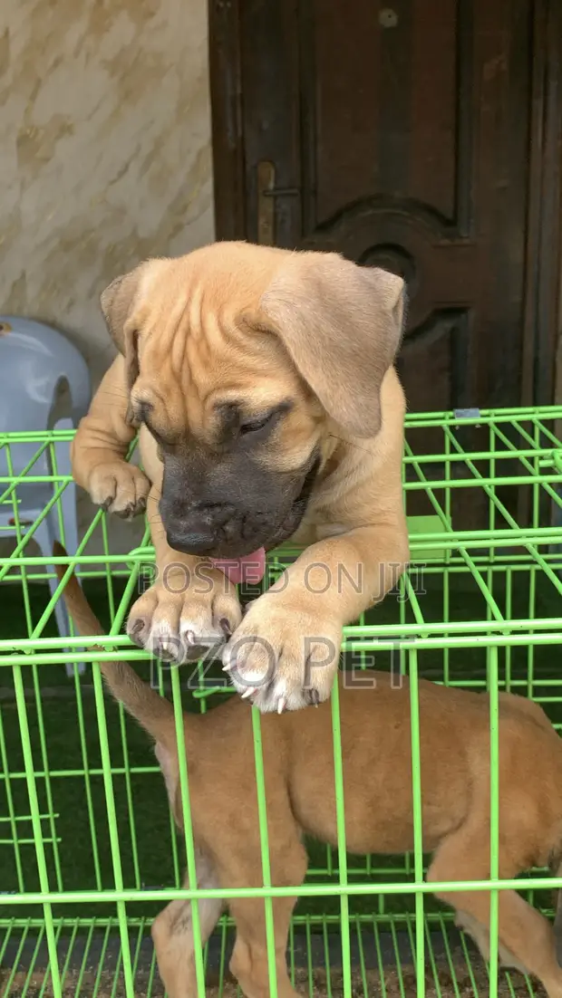 Purebred Boerboel Puppy (1-3 Months) - 1