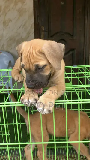 Purebred Boerboel Puppy (1-3 Months)