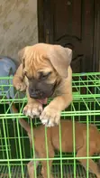 Purebred Boerboel Puppy (1-3 Months) - 1