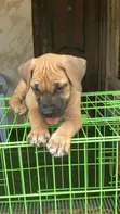 Purebred Boerboel Puppy (1-3 Months) - 2