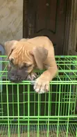 Purebred Boerboel Puppy (1-3 Months) - 3