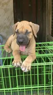 Purebred Boerboel Puppy (1-3 Months) - 4