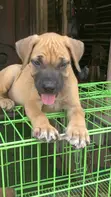 Purebred Boerboel Puppy (1-3 Months) - 5
