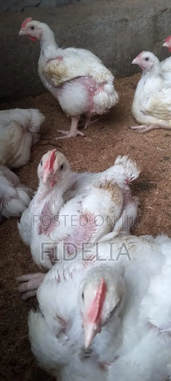 2 Weeks Old Chicks - 1