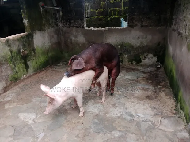 Exotic Pigs for Sale - 1